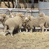 Merino Flock Rams