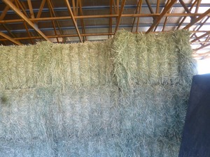 Prime Plus Shedded Rhodes Grass 8*4*3