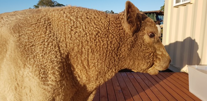 Square Meater Bull (Registered Stud Bull / Pencae Kensington Hope)