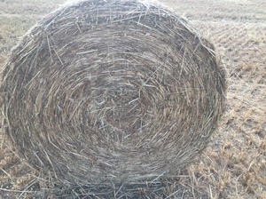 300 x Oaten Hay 4x4 Rolls