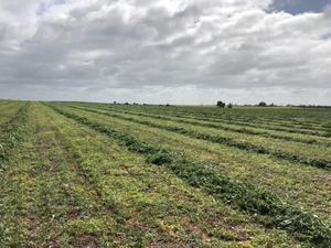 New Season Vetch/Canola Hay 
