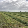 New Season Vetch/Canola Hay 