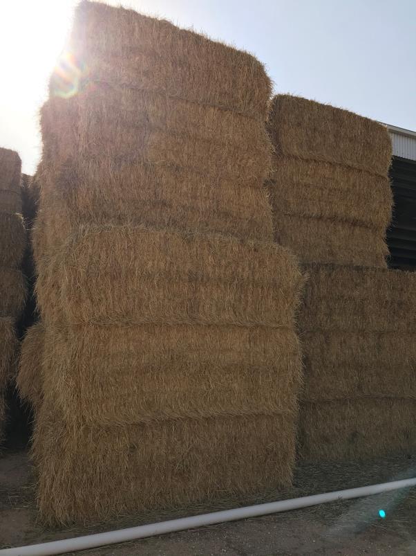 Barley Straw - with trace of Lucerne