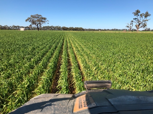 Wheaten Hay - New Season
