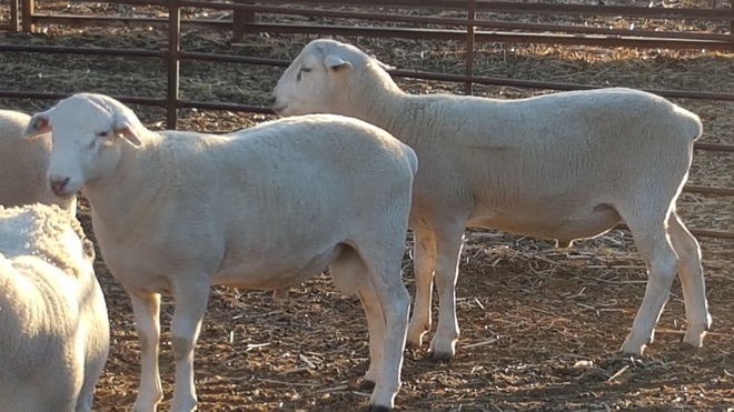 Australian White x Wiltipoll Ram