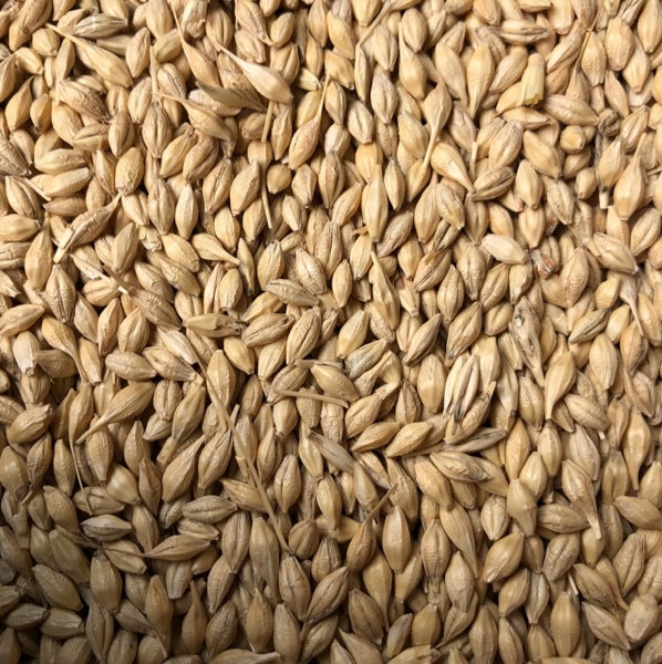 Barley 
