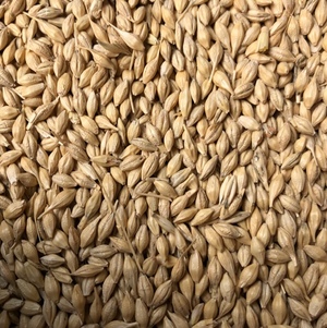 Barley 