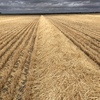 200mt Barley Straw 8x4x3 Bales