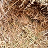 70mt Vetch Hay 620kg 8x4x3 Bales