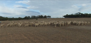 100 Merino Wethers for Sale