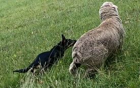 8 Month Old Kelpie Pup 3 Registered with the WKC. SOLD PENDING PICKUP