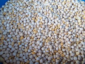 20mt feed kabuli chickpeas 090