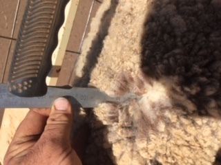 110 Classed Merino Ewes