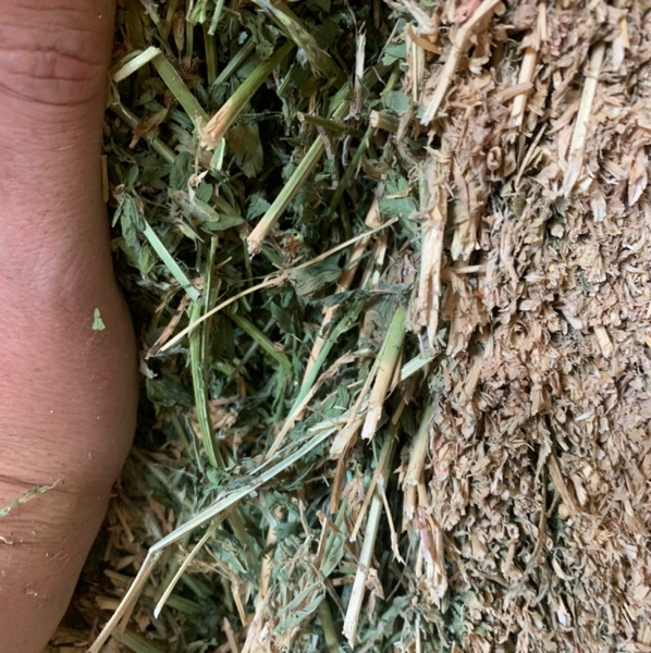 Lucerne hay