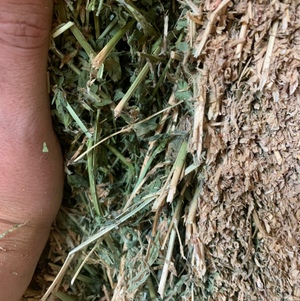 Lucerne hay