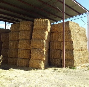 84 x Canola Hay 8x4x3 - Suitable for TMR 