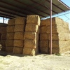 84 x Canola Hay 8x4x3 - Suitable for TMR 