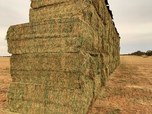 100mt Vetch Hay 8x4x3 Bales @ Sea Lake VIC