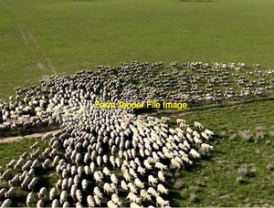 Agistment Wanted Northern Vic and Surrounding Areas 