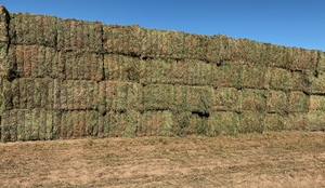 200mt New Season Vetch Hay 8x4x3 Bales