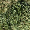 200mt New Season Barley Hay 8x4x3 Bales