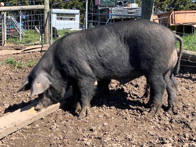Large Black pig - breeding boar