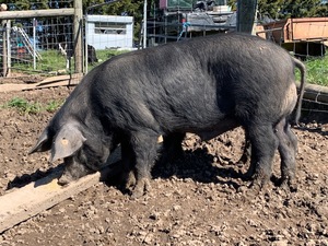 Large Black pig - breeding boar