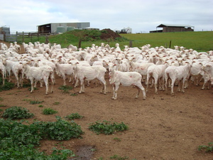 308 Fine Wool Merino Ewes, 5 years old