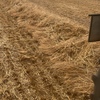 Windrowed Wheat Straw - New Season