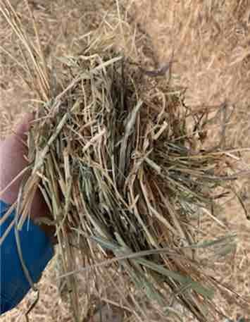 Oaten Hay 8x4x3 bales - Horse quality 