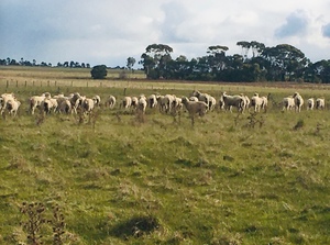 690 Merino Wethers