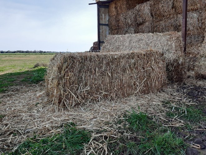 Sorghum Hay 