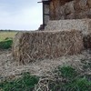 Sorghum Hay 