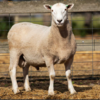 Under Auction - Lot 1 Highlander Ram 190335 (DLE Ram Auction A100 - 10th Sept via Auctionsplus)