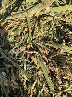 Shedded Canola Hay 8x4x4 Bales 750kgs