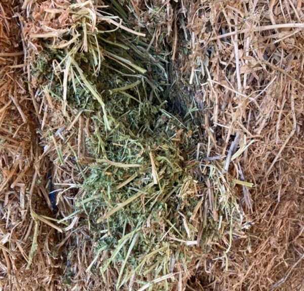 Vetch  Hay