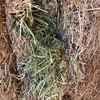 Vetch  Hay