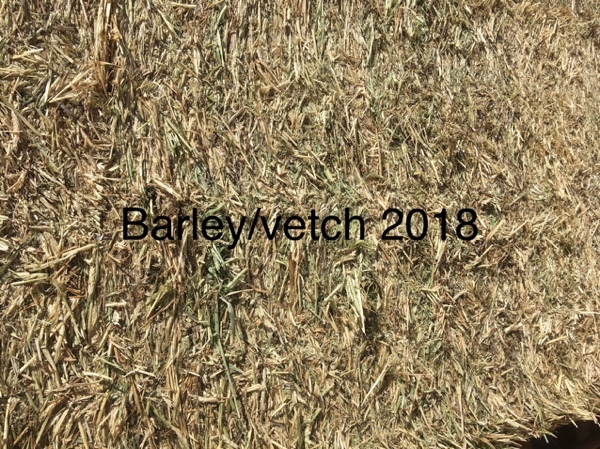 Vetch & Barley Hay