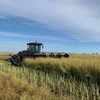 MACDON 9352i WINDROWER