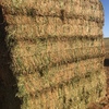 300mt Vetch Hay 650kg 8x4x3 Bales ex Paddock (NEW SEASON)