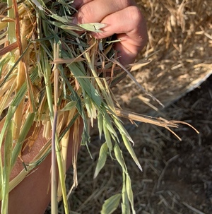 Oaten Hay 5x4 Round Bales - New Season