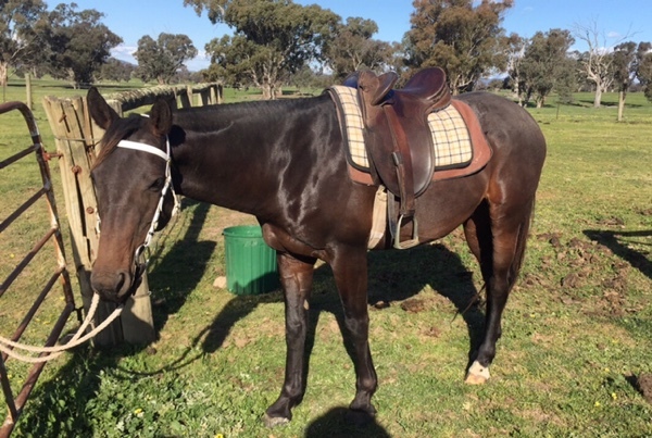 7 yo Stock horse gelding 