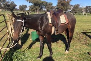 7 yo Stock horse gelding 