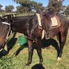 7 yo Stock horse gelding 