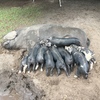 Berkshire X Piglets and Large Black Sow