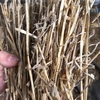 Windrowed wheaten straw For Sale 400kgs
