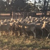 Merino ewes