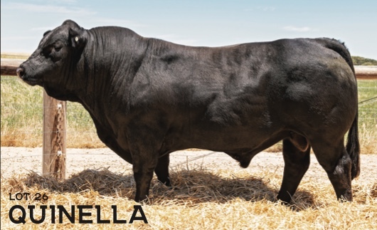 Raven SUPERIOR Black Limousin & Lim-Flex Bull Auction 25th of February 2021