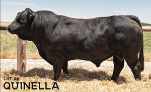 Raven SUPERIOR Black Limousin & Lim-Flex Bull Auction 25th of February 2021