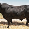 Raven SUPERIOR Black Limousin & Lim-Flex Bull Auction 25th of February 2021